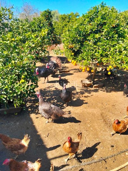 Foto f5a8bdf1-4e2d-4c59-82f6-58a4f4b41074. Xalet a pinar de los franceses 5 a Los Franceses - La Vega Chiclana de la Frontera