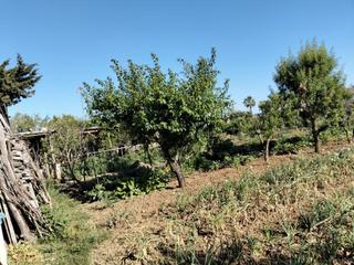 Mas à Las Lagunas - Campano. Chiclana de la fronterafinca rustica