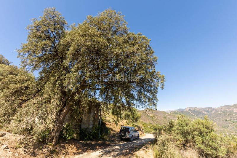 Foto c1e6cadd-e8cd-48d8-803f-92edd84d101d. Propriété dans carretera partida de turillas umbría las viñas dans Otívar