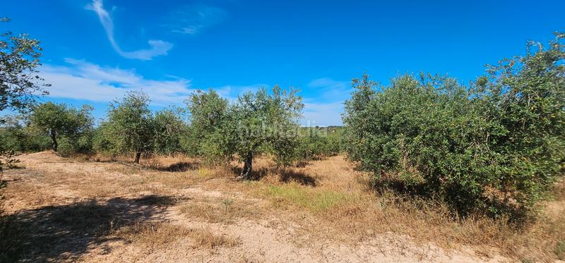 Foto 63985e24-9d16-4364-8514-4fdd6500650d. Finca rústica a Juncosa