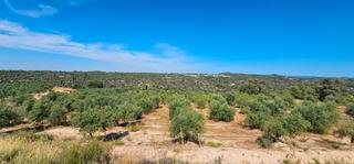 Finca rústica a Juncosa. Campo de olivos variedad arbequina