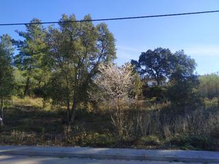 Terreny residencial a Riudarenes