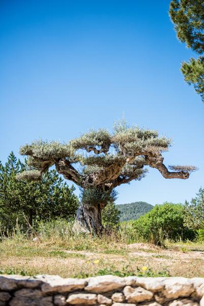 Foto 38b48731-c7ba-4aef-bd39-93a8b9cfcd04. Country house with heating parking pool in Sant Agustí-Cala de Bou Sant Josep de sa Talaia