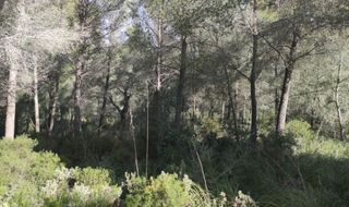 Rural plot  Autovia ma-40. Gran terreno con gran encanto en felanitx, mallorca naturaleza y