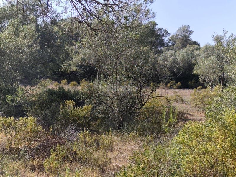 Foto 1b27abc1-894b-43f9-b968-7319991e305e. Masia a Algaida