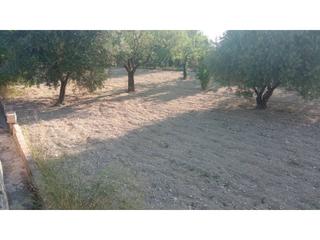 Finca rústica a El reventon  19. Finca rustica en venta en partida rebentón