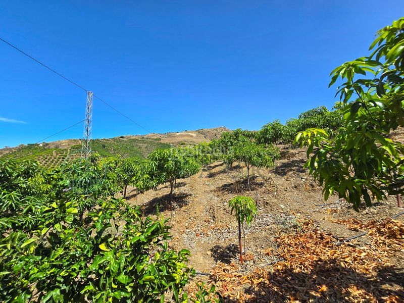 Foto 0ce8e1a3-b9a9-44aa-a76d-07e3bca19ca5. Finca rústica zambucha en Benamargosa