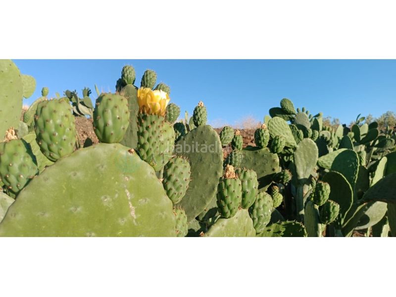 Foto 5b947cb9-290b-4359-beee-086f07f23868. Finca rústica zambucha en Benamargosa