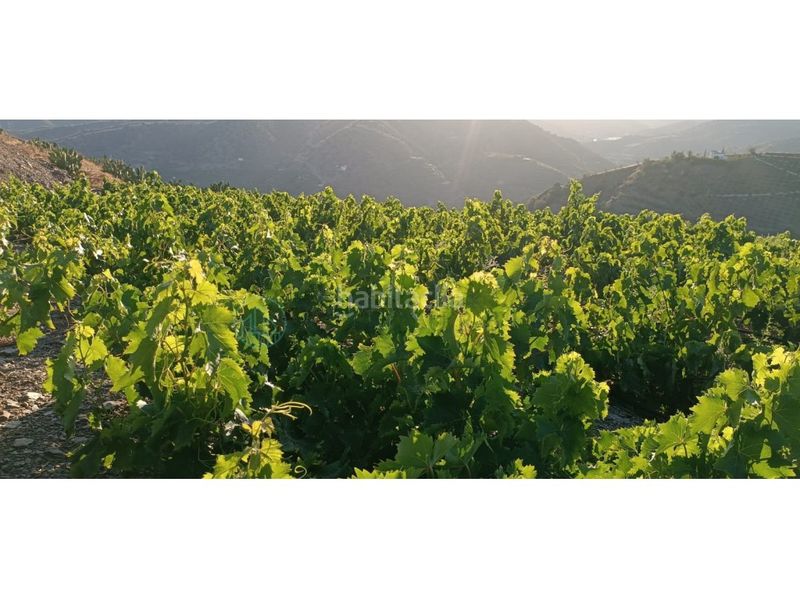 Foto 66ddc967-864f-47b6-ace8-6bef4a3352f8. Finca rústica zambucha en Benamargosa