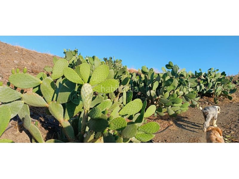 Foto 842e99fb-6cd4-4ed4-a6b9-a020c92c5d1f. Finca rústica zambucha en Benamargosa