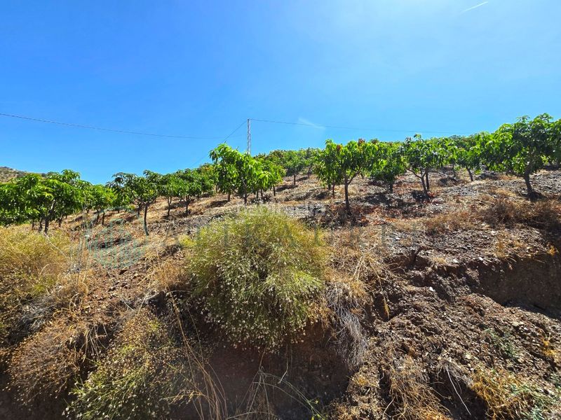 Foto 9f78e13a-d035-4c1f-8a94-1d3da5a80f00. Finca rústica zambucha en Benamargosa