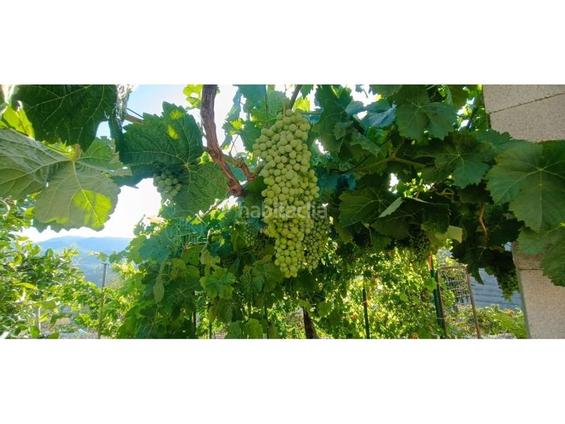 Foto c4721f0e-6efe-4203-bff6-00b43158c382. Finca rústica zambucha en Benamargosa