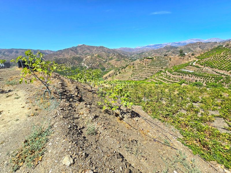 Foto d4a51883-11d1-4f66-b6bd-32d300f33fec. Finca rústica zambucha en Benamargosa