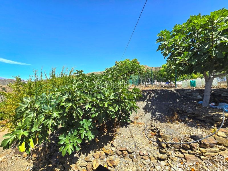 Foto efcfa2ab-7cf5-45e1-b12c-510aed26ba94. Finca rústica zambucha en Benamargosa