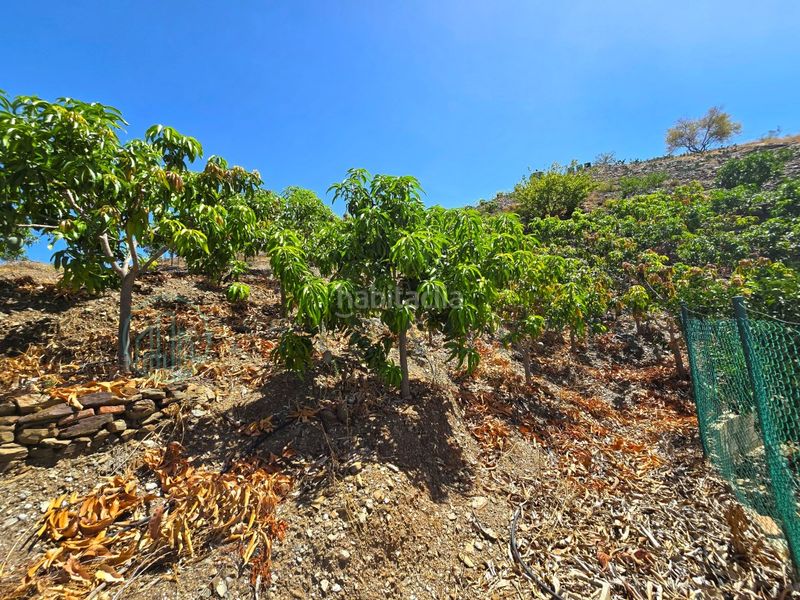 Foto f9fab21d-242e-4655-999c-8b8ed81da70a. Finca rústica zambucha en Benamargosa