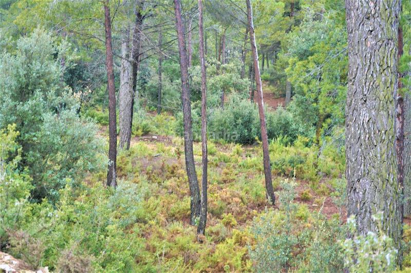 Foto 4317d50f-8101-4e6b-9208-b4a5f0fd7a56. Finca rústica en calleja hontanar 78 en Utiel