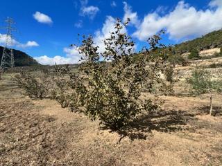 Maison  Camino urbanización. Finca rústica de 18,000 mts2, 1,8 ha.