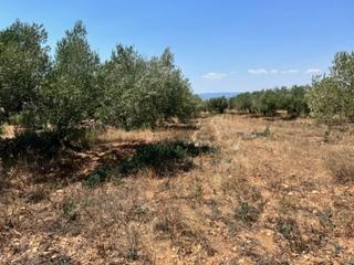 Rural plot  Camino rodonya. Montferri bonita finca bastante plana de 21.134 mtrs2 camino asf