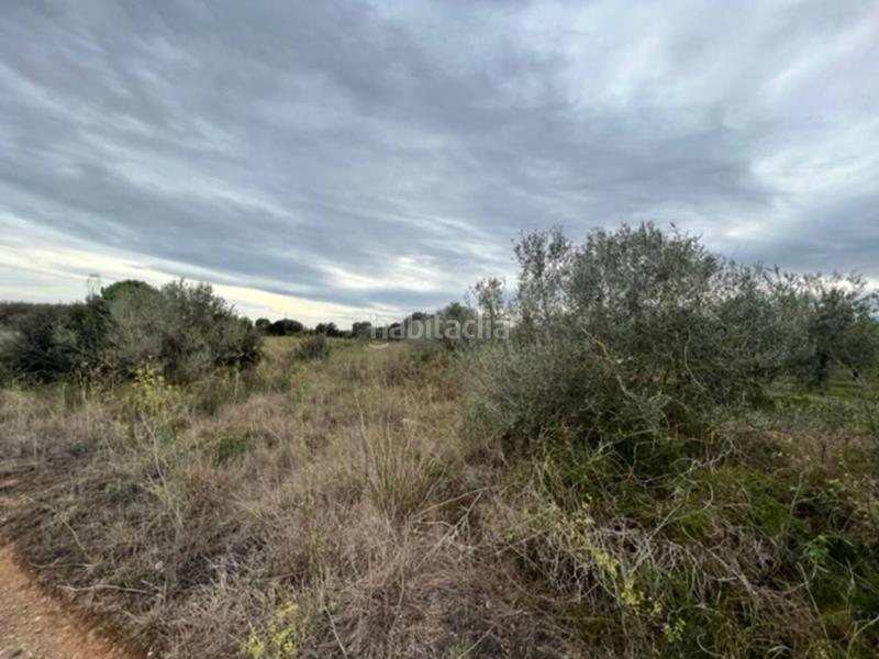 Foto 1f3d5367-cc19-4531-8457-996fa0913078. Finca rústica a Vilallonga del Camp