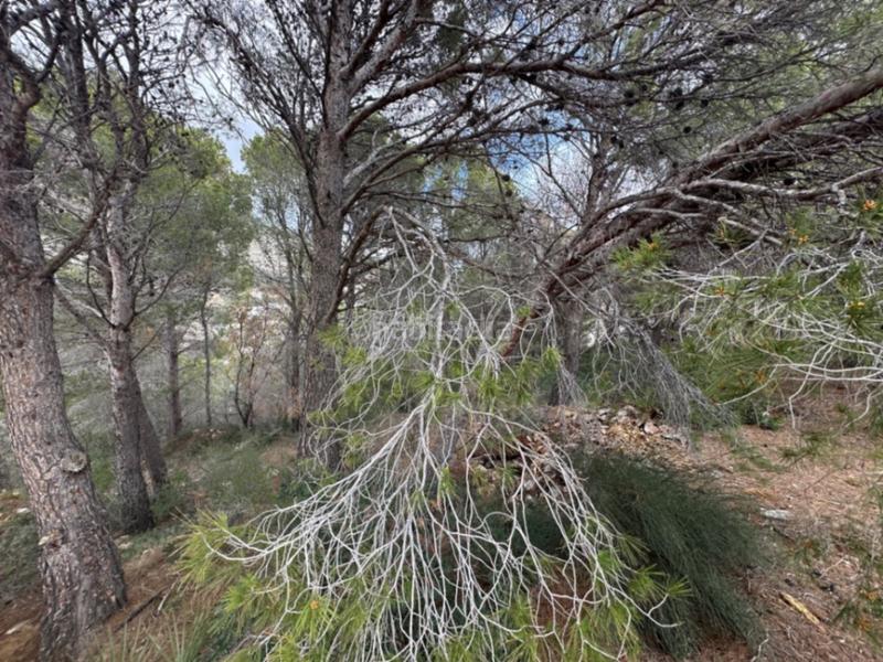 Foto a55c486e-2a22-4fa7-b060-7dad6c3566a2. Terreno residencial en Altea hills Altea