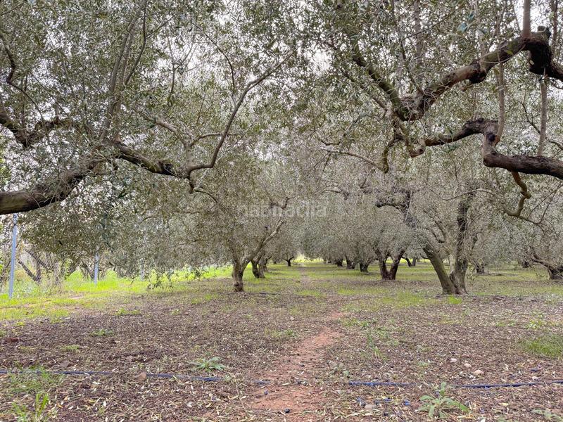 Foto 57534ae6-5479-41e8-9f15-9659761872ef. Masia a burgar del 40 a Riudoms