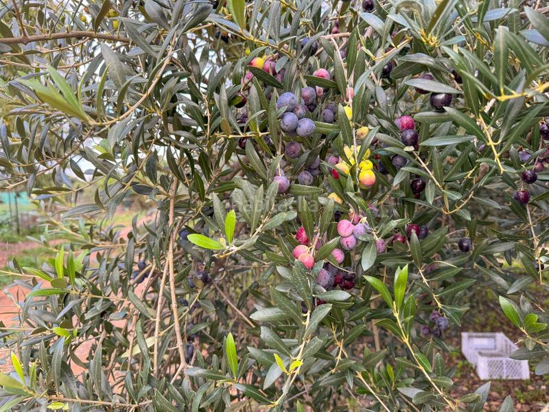 Foto 68816408-65ef-4060-96ec-7345a857cd6d. Masia a burgar del 40 a Riudoms