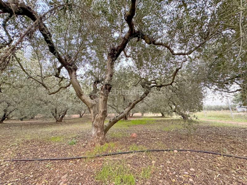 Foto 89ae4d3b-dcd2-4f74-af7f-6f990fa93b50. Masia a burgar del 40 a Riudoms