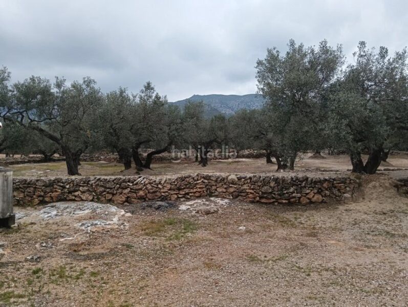 Foto 37da7bde-33f9-4ae3-bed2-1ce9a52de0f3. Finca rústica a Roquetes