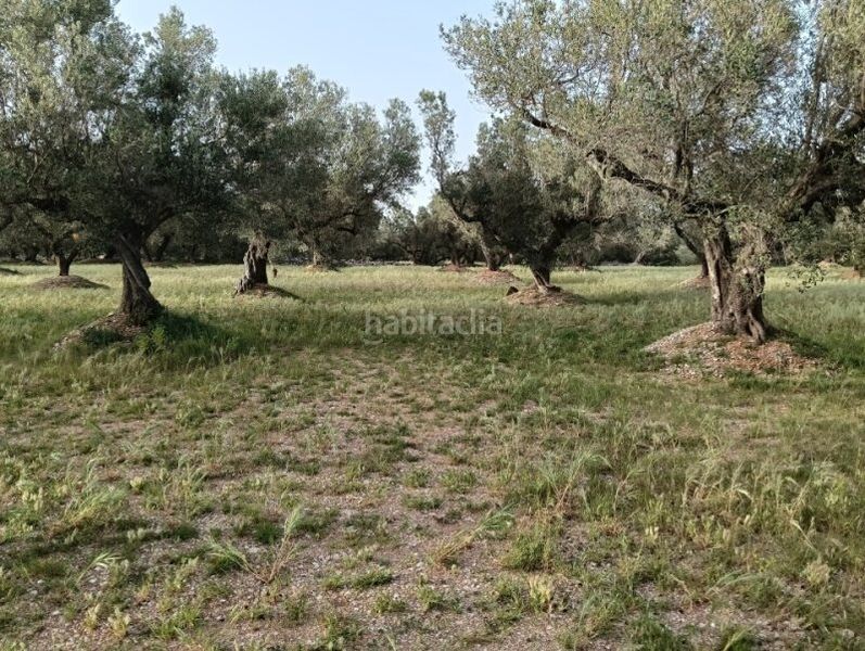 Foto 2c8ff6cf-049d-4c59-a0c9-203597330569. Finca rústica a Roquetes