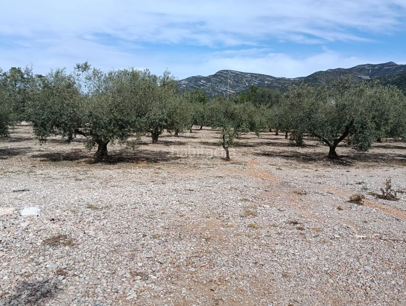 Foto a6fe4331-ab82-4a29-83bb-abb522691cf2. Finca rústica a Ulldecona