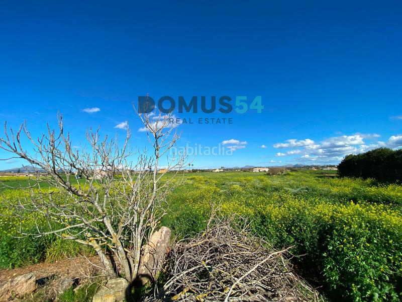 Foto 7e7ef5a3-f895-4303-abf7-2fbb63cc2e62. Fondo rustico in Muro