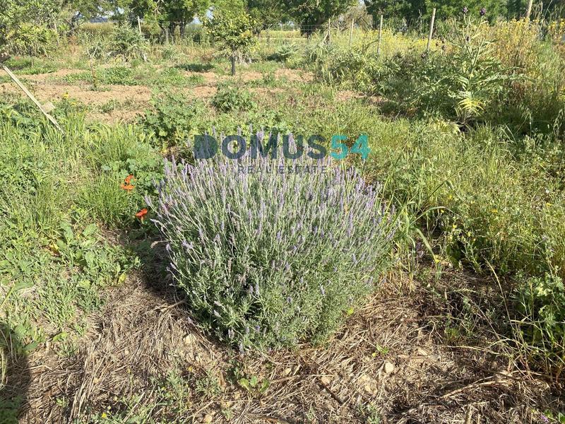 Foto 40077c93-f102-4e24-8c3d-5092d7530e81. Rural plot in Porreres