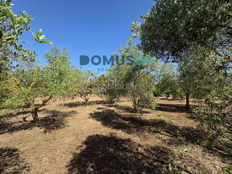 Foto 3f66a48a-898f-412e-a213-86cc7b6be2ad. Finca rústica a Sa Pobla