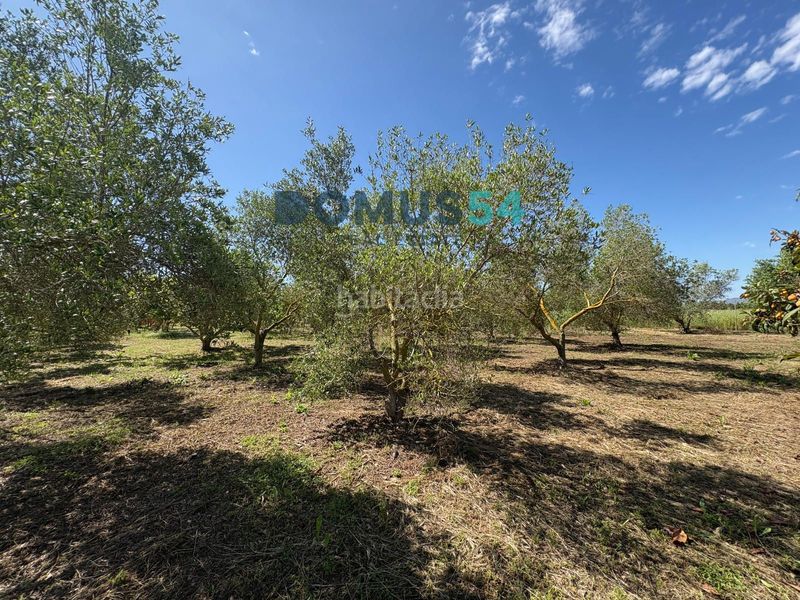 Foto a3e57ded-ac35-4911-8cb0-b56a54fc6924. Finca rústica a Sa Pobla