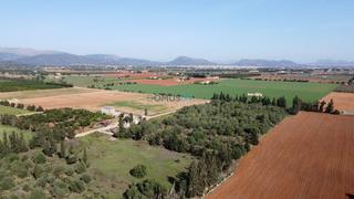 Terreny residencial a Sa Pobla. Finca rustica edificable en sa pobla