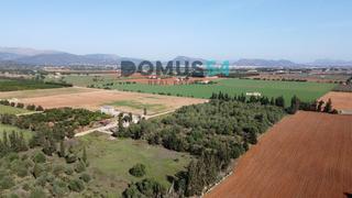 Finca rústica en Sa Pobla. Finca rustica edificable en sa pobla