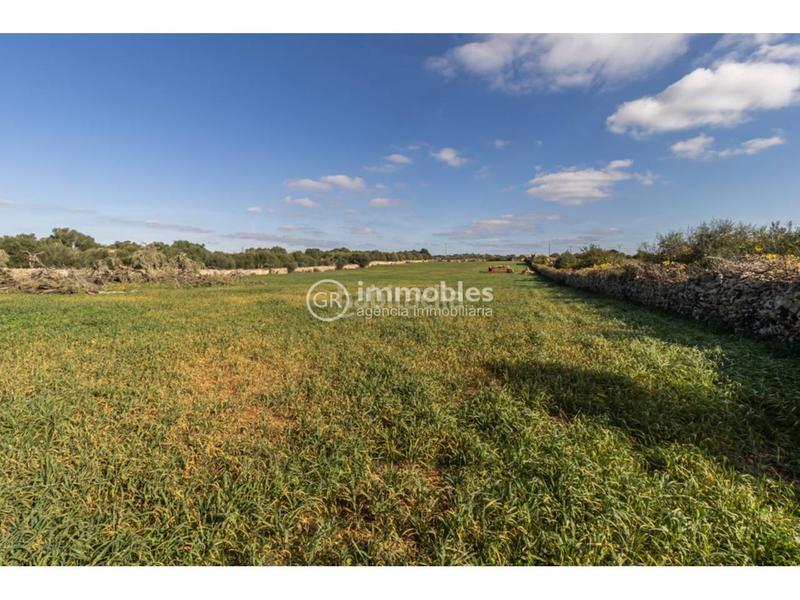 Foto 30e41d38-ba80-4170-b075-c5670103dc29. Terrain résidentiel dans Santa Margalida poble Santa Margalida
