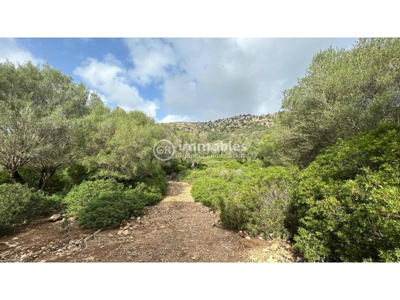 Foto 879ba03f-e5bd-4901-9a56-aa28c8b1e336. Terreny residencial a ciutat d´Alcúdia Alcúdia