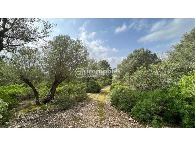 Foto c53b2b57-f0c9-4c99-b34a-41dfadbfaca8. Terreny residencial a ciutat d´Alcúdia Alcúdia