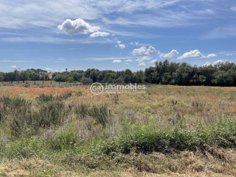 Foto 1ab11e01-071f-460b-b10e-a7421e2bcb2a. Propriété dans Sencelles