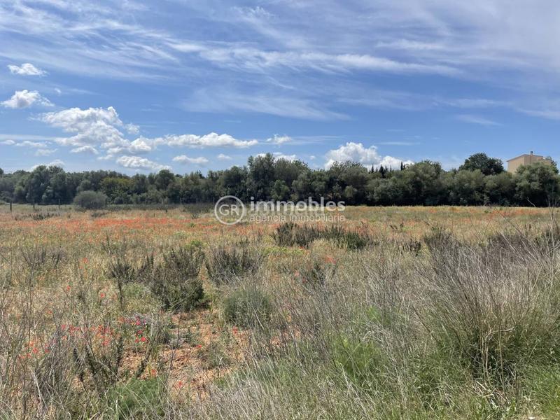 Foto 77592d15-ab80-46ed-9764-374edb26fe70. Propriété dans Sencelles