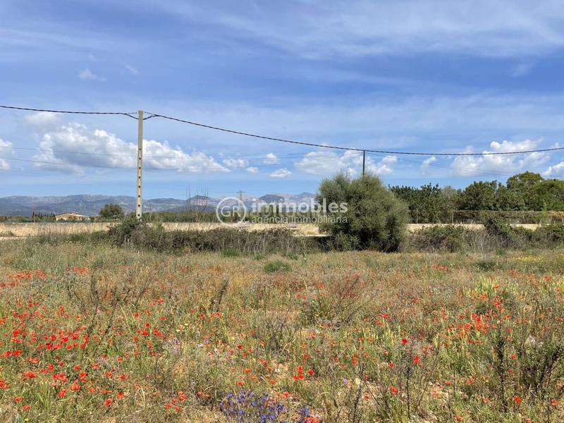 Foto ae4f0a59-7b9b-4a6b-b137-0cbffb6f3ea4. Propriété dans Sencelles