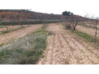 Rural plot in Yecla. A la venta finca rústica en paraje los charquillos