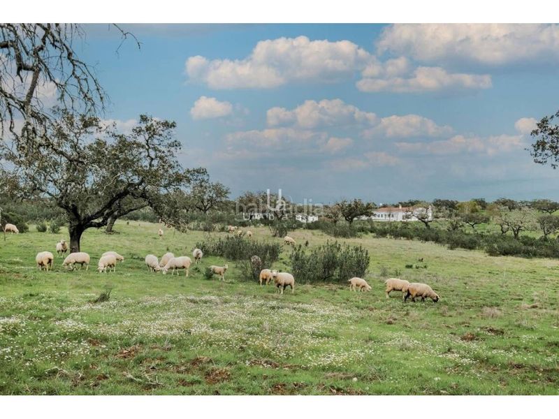 Foto 0e13038d-b26f-4358-92be-85a6c4ebe6ad. Finca rústica a Paymogo