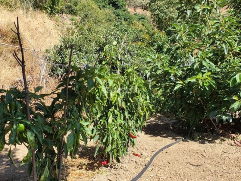 Foto 7bcc9453-7969-46e3-8d15-3e1559109827. Bauernhof mit parking pool in Yunquera