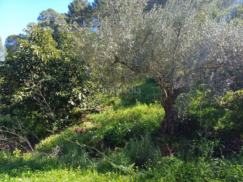 Foto 0790e9f8-4791-4fe5-8a60-99907a37aef7. Terreno residenziale in Monda