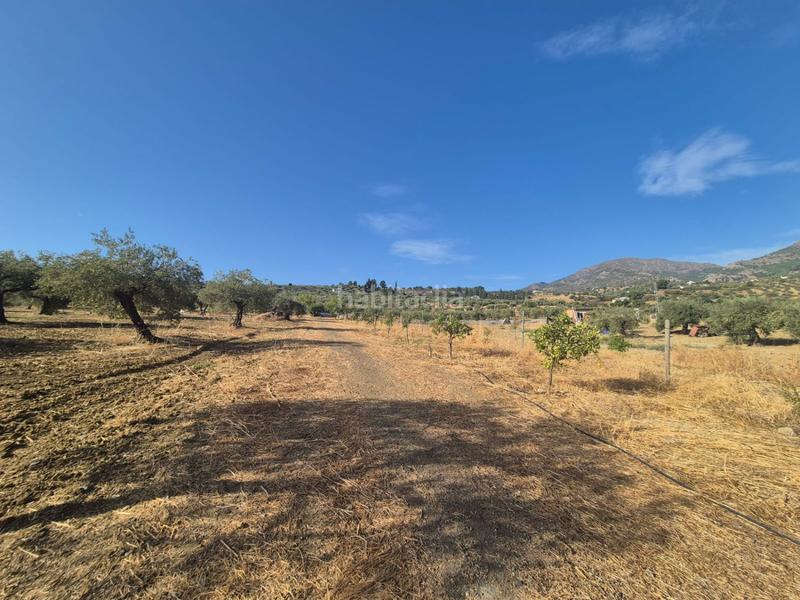 Foto 9a93a1ff-dcc6-4278-befa-2fdf62780a6b. Terreno residenziale in Casarabonela