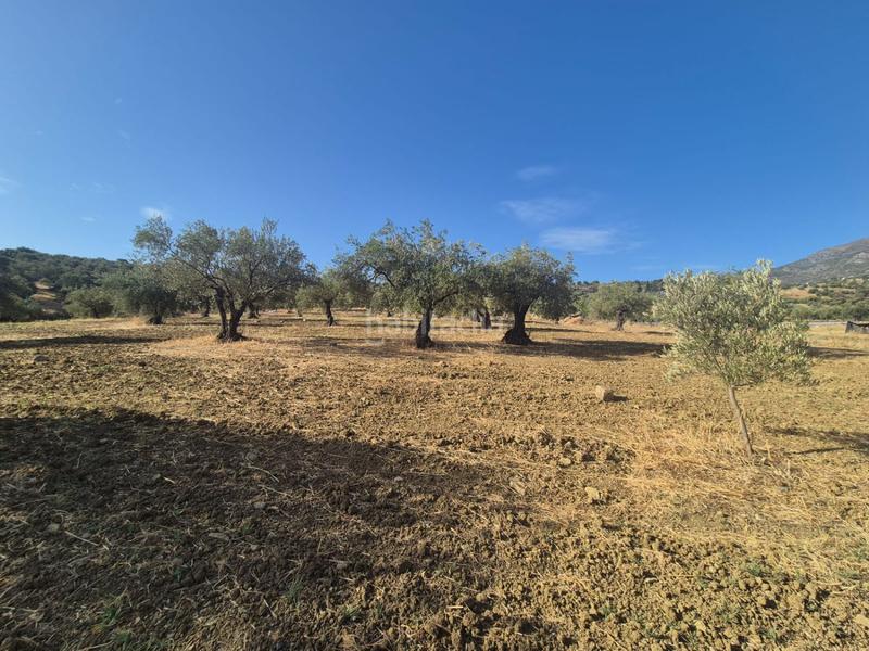 Foto ab2f2935-0b88-4bba-8c61-19d98ec1ae3e. Terreno residenziale in Casarabonela