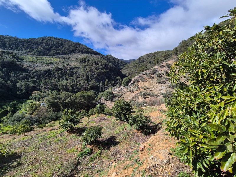 Foto 267ef9d8-6f57-4578-be85-be576164f612. Masia a Yunquera