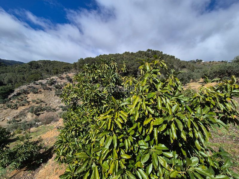 Foto d98365fe-d433-4ee6-8730-e8593534fa87. Masia a Yunquera